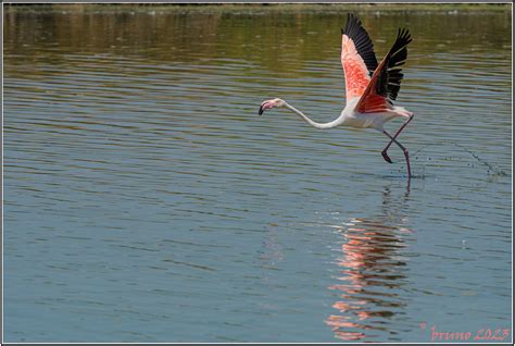 Fenicottero Phoenicopterus Roseus Bruno Furlan Flickr