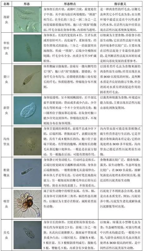 活性污泥微生物镜检图谱及其运行判定 土木在线