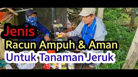 Petani Jeruk Malang Youtube