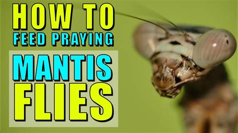 How To Feed Praying Mantis Flies Pooting System Youtube