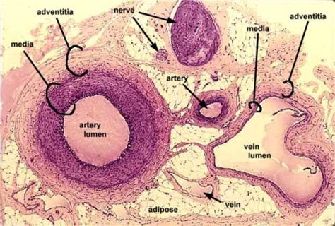 Medical School • Cross Section Of An Artery And Vein