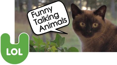 Funny Talking Animals Youtube