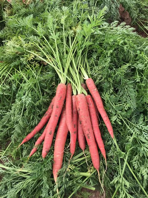 New Organically Bred Varieties Ready for Spring Gardens – OSA