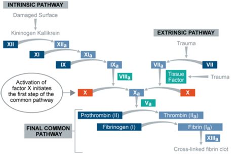 E1 Heme Hemostasis And Thrombosis Flashcards Quizlet