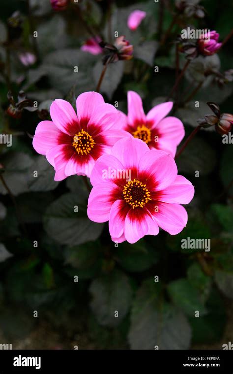 Dahlia Happy Single Hs Wink Pink Flower Flowers Dahlias Bloom Blossom