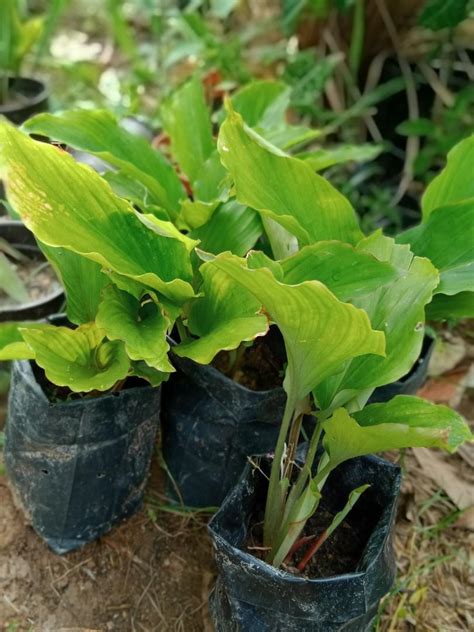 Pokok Kunyit Hitam Malaysia KaseytaroNavarro