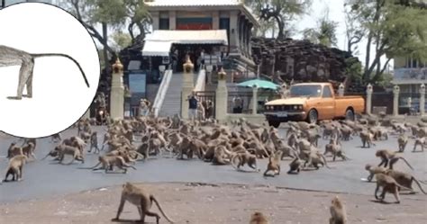 Gangues rivais de macacos brigam nas ruas da Tailândia Foto Sasaluk