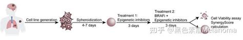 【cancer Research】联合parp抑制剂可能会克服黑色素瘤braf靶向药耐药 知乎