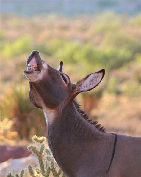 What is a Wild Burro (Equus Asinus) | Southwest Explorers