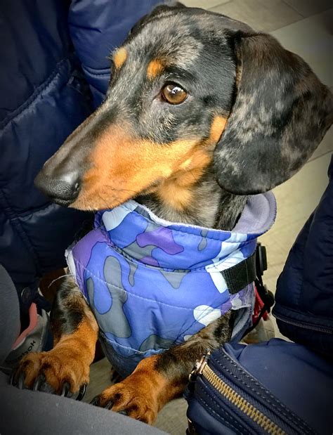 “Is that Spaghetti you’re eating? I’m sure I like that too..” : r/Dachshund