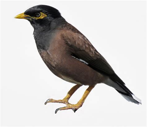 Common Myna Birds Of Kealia Pond National Wildlife Refuge · Inaturalist