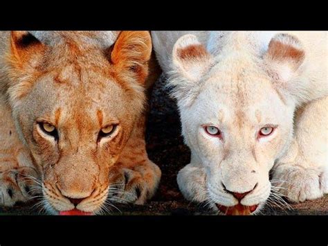 mystery wildlife  rare animals   world documentarytube