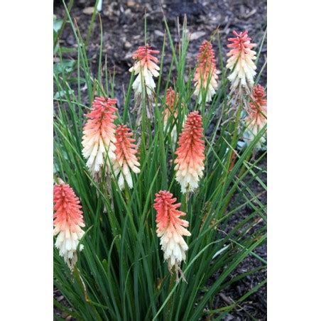 Kniphofia Orange Vanilla Popsicle Le Chatel Des Vivaces