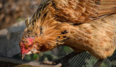 Americana Chicken Breed Profile - Farmhouse Guide