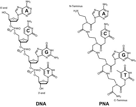 Biomers Net PNA Oligomers Biomers Net Oligonucleotides