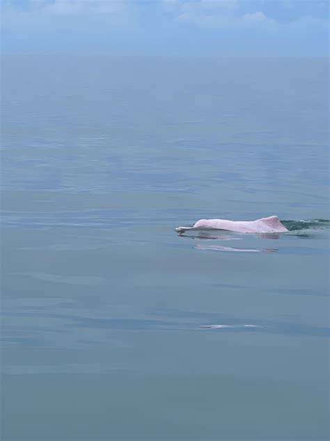 Pink Dolphin found in Koh Samui, Thailand : r/mildlyinteresting