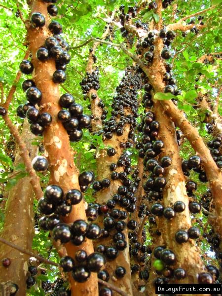 Buy Jaboticaba Fruit Trees in Australia (Myrciaria cauliflora)