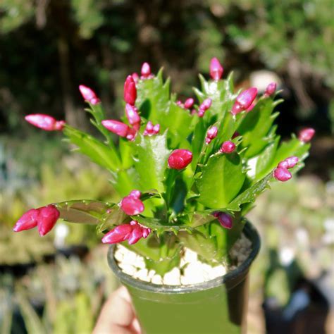 Buy Holiday Cactus Schlumbergera Online Red Flowers Planet Desert