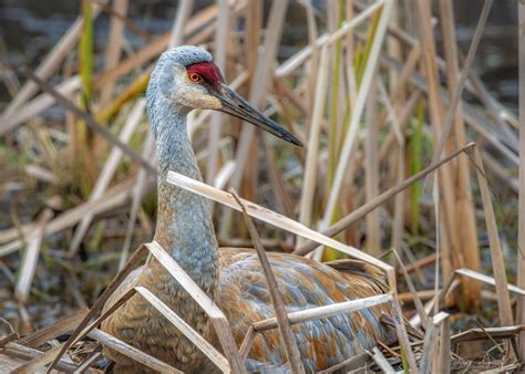 Nesting Sandhill Crane