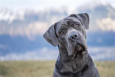 45 Picture Cane Corso L2sanpiero