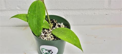 Plants Floral Garden Crafts Rare Hoya Parasitica Black Margin Splash