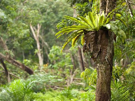 Canopy Layer Of Tropical Rainforest - Cool Facts for Kids about ...