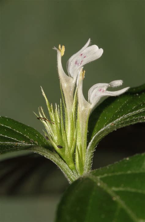 Monothecium Hochst Plants Of The World Online Kew Science