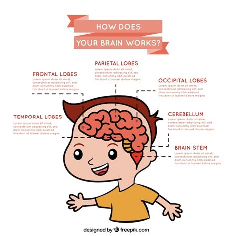 Infografía Sobre El Funcionamiento Del Cerebro Vector Gratis