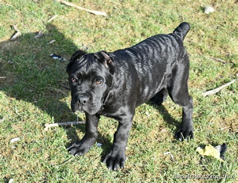 Cane Corso Rescue Ny