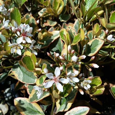 Rhaphiolepis indica 'Fiesta' - Indian Hawthorn - Mid Valley Trees