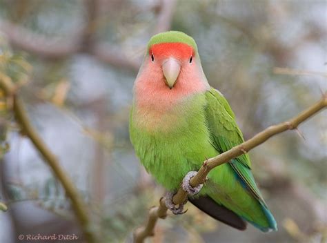 Cutest Animals On Earth Fluffy Animals Beautiful Birds