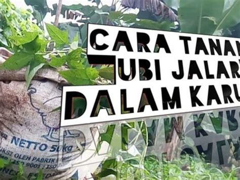 Cara Menanam Ubi Jalar Dalam Karung Agar Berbuah Banyak