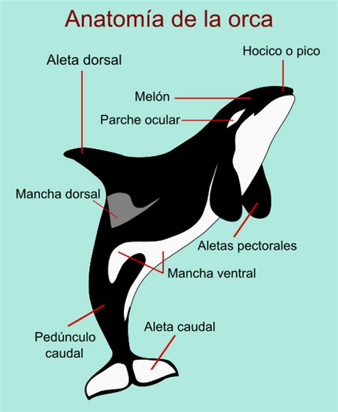 Wild Bioblog Orcas Evoluci N Y Diversidad Escisi N De Especies