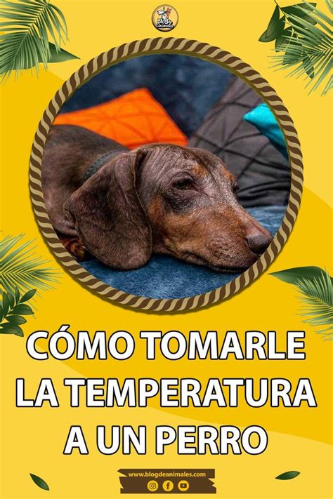 Cómo tomarle la temperatura a un perro Guía para el uso correcto del