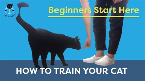 How To Train Your Cat Beginners Start Here Youtube