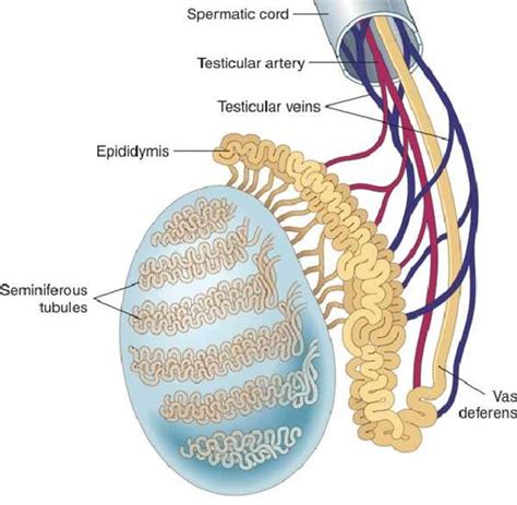 Male Reproductive System Diagrams - Dr. Moss Health Sciences