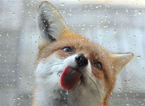 24 Hilarious Pictures Of Animals With Their Tongues Sticking Out To ...