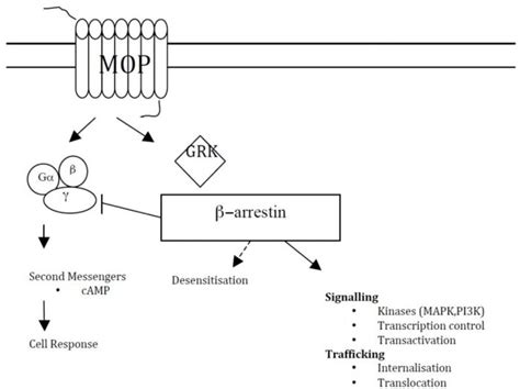 Opioids Basics OpenAnesthesia