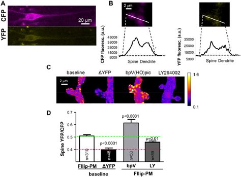 Pip Levels In Dendritic Spines Are Detectable By Fret And Undergo