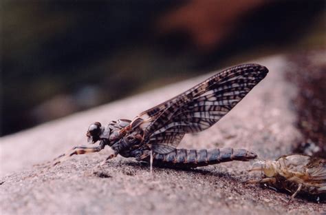 Ephemeroptera Galactica - Ephemeroptera (mayflies) of the World