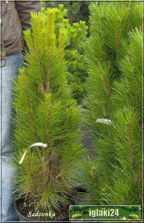 Pinus Nigra Green Tower Sosna Czarna Green Tower Foto Internetowy