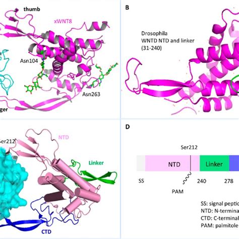 Pdf Small Molecule Inhibitors Targeting The Canonical Wnt Signaling