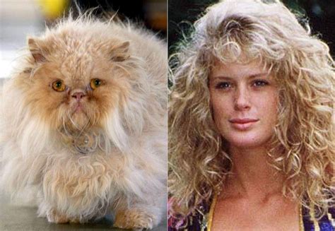 Celebrity Cat Look Alikes