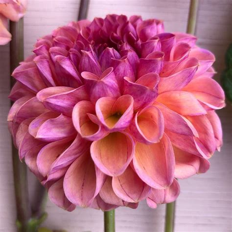 Dahlia ‘snoho Jojo Dahlia Flower Garden Dahlia Flower Beautiful