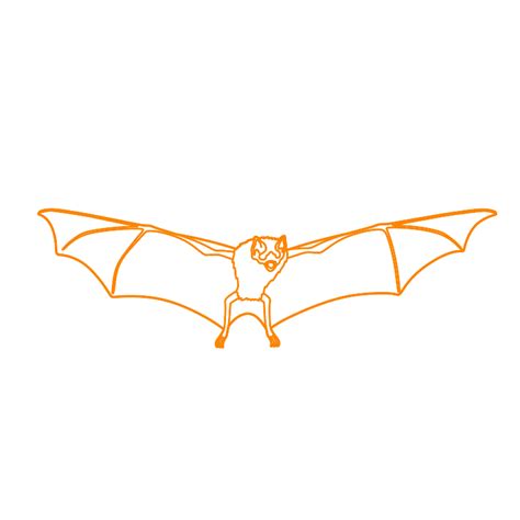 Common Vampire Bat Desmodus Rotundus Dimensions And Drawings