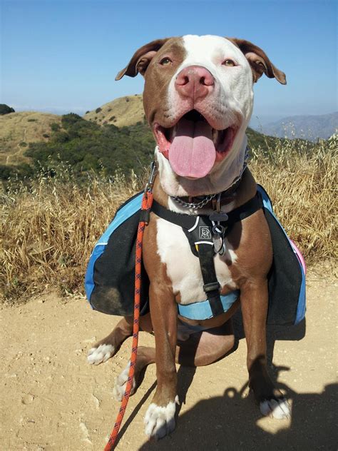 Hiking with Fido - Hikes with Dogs on Southern California Hiking Trails: Claremont Wilderness Trail