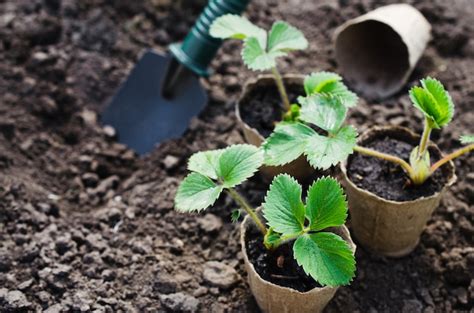 Premium Photo | Transplanting strawberry plants.