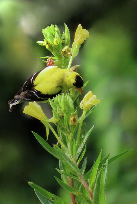 American Goldfinch Photograph By Rebecca Grzenda Pixels