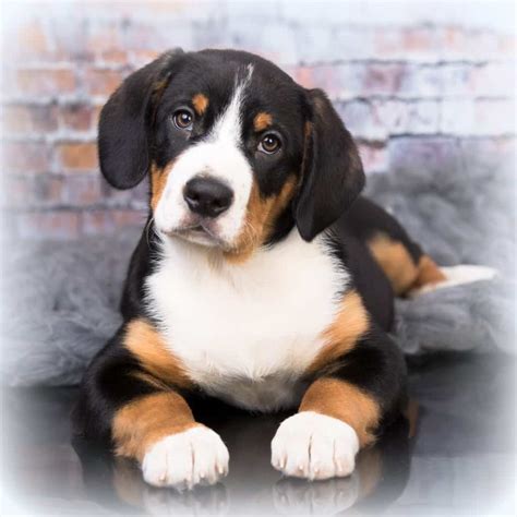 Entlebucher Mountain Dog Puppies For Sale • Adopt Your Puppy Today ...