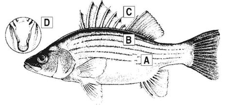 Bass Identification Chart